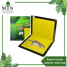EXPERT CATCH MOUSE GLUE BOARD